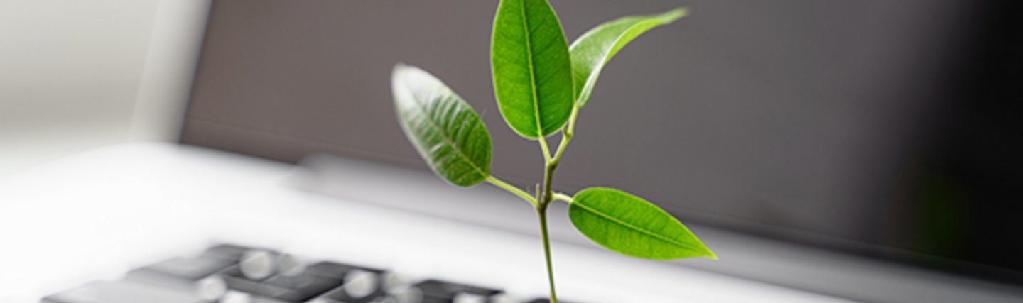 Pflanzensprössling auf Laptoptastatur